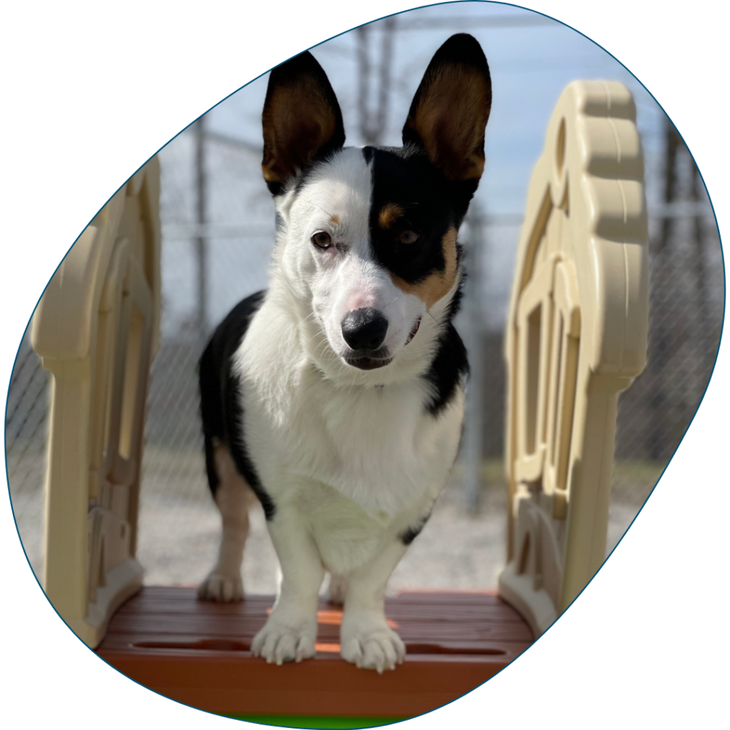 Tri County Pet Resort Dog Boarding Near London and Corbin KY